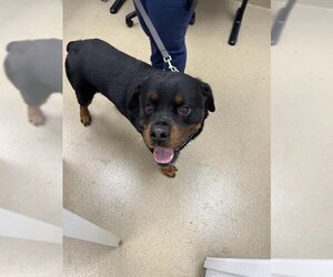 Rottweiler-Unknown Mix Dogs for adoption in West Palm Beach, FL, USA