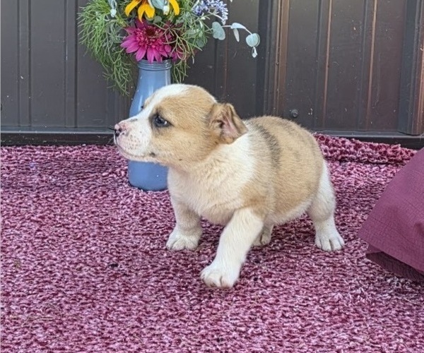 Medium Photo #6 Augi Puppy For Sale in MEADOWS OF DAN, VA, USA