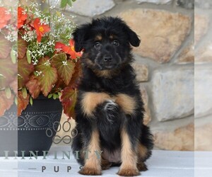 Aussiedoodle Miniature Puppy for sale in SUNBURY, PA, USA