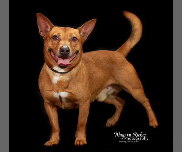 Medium Photo #4 Chi-Corgi Puppy For Sale in Anniston, AL, USA