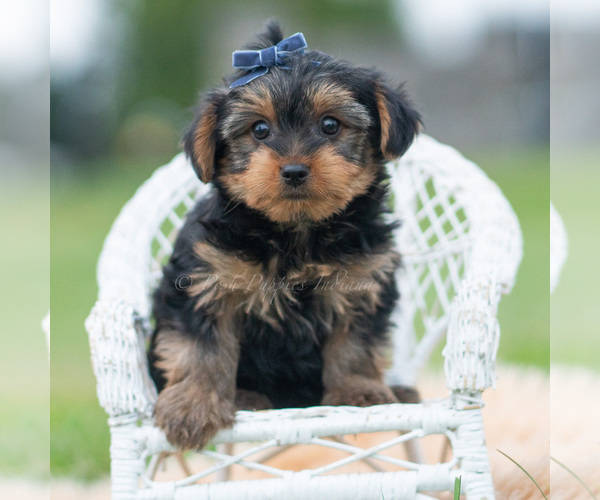 Medium Photo #5 Yorkshire Terrier Puppy For Sale in WARSAW, IN, USA