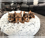 Image preview for Ad Listing. Nickname: tiny babi