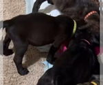 Puppy Lime Green Cane Corso