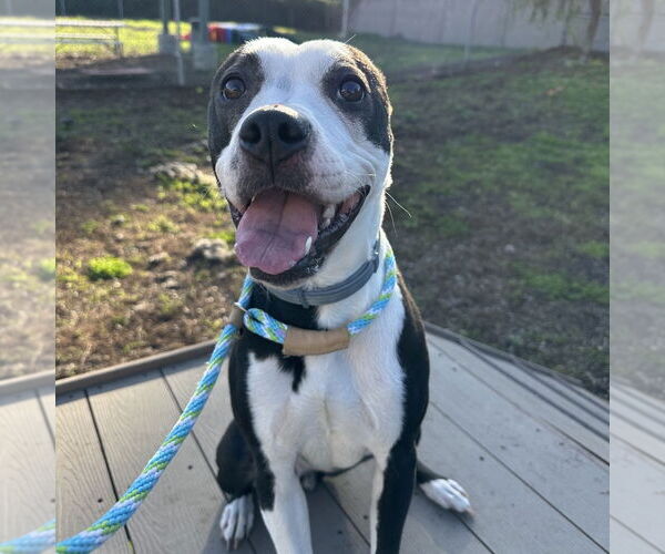 Medium Photo #2 Mutt Puppy For Sale in Rohnert Park, CA, USA