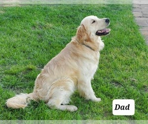 Father of the Golden Retriever puppies born on 01/24/2024