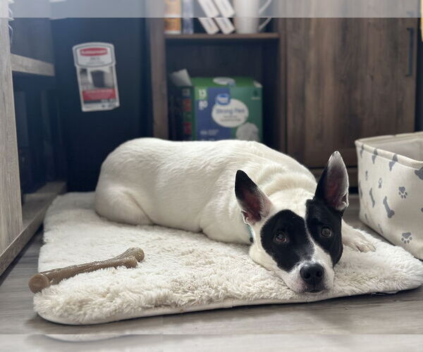 Medium Photo #2 Mutt Puppy For Sale in Rockaway, NJ, USA