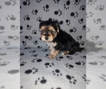 Small #1 Morkie