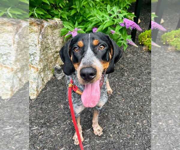 Medium Photo #2 Bluetick Coonhound Puppy For Sale in Rockaway, NJ, USA