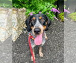 Small #1 Bluetick Coonhound