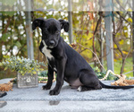 Small Photo #13 Border Collie-Boxer Mix Puppy For Sale in MILLERSBURG, IN, USA