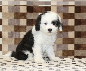 Bernedoodle (Miniature) Puppy for sale in DENVER, PA, USA