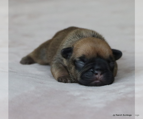 Medium Photo #20 French Bulldog Puppy For Sale in WINNSBORO, TX, USA