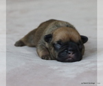 Small Photo #20 French Bulldog Puppy For Sale in WINNSBORO, TX, USA