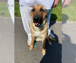 Small #8 German Shepherd Dog Mix