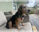 Small #1 Beagle