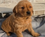 Puppy 3 Golden Retriever