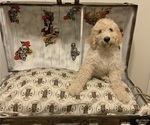 Small Goldendoodle-Schnoodle (Giant) Mix