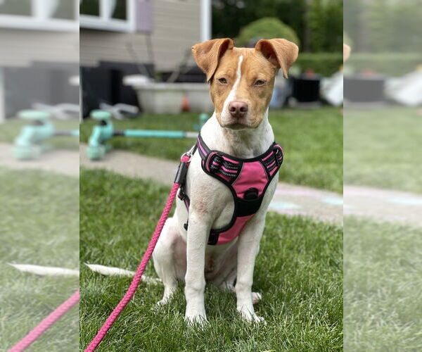 Medium Photo #27 American Pit Bull Terrier-Unknown Mix Puppy For Sale in Brewster, NY, USA