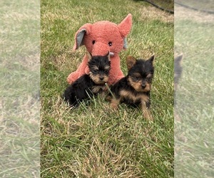 Yorkshire Terrier Puppy for Sale in ROBBINS, Illinois USA