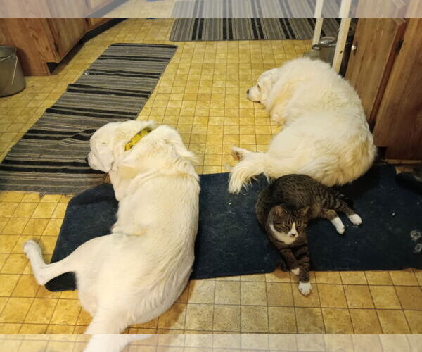 Medium Photo #4 Great Pyrenees Puppy For Sale in Bountiful, UT, USA
