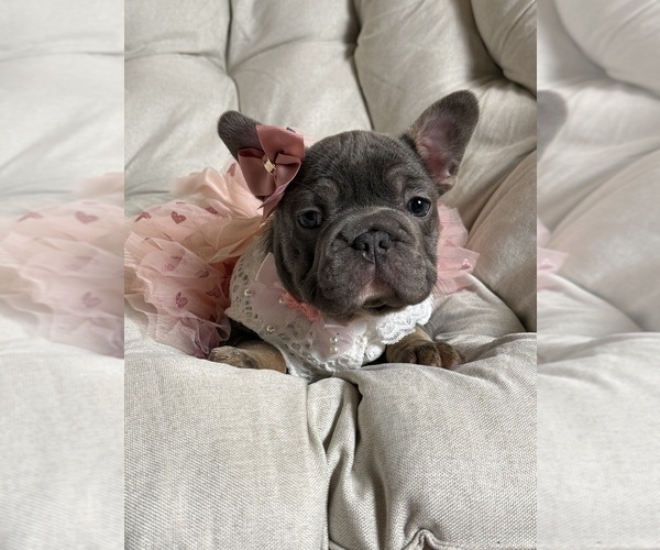 Medium Photo #1 French Bulldog Puppy For Sale in MC GRAW, NY, USA