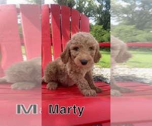 Goldendoodle Puppy for sale in PERU, IN, USA