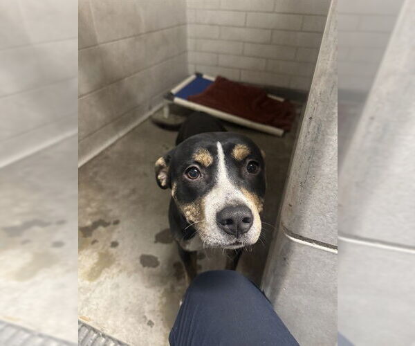 Medium Photo #1 Mutt Puppy For Sale in Stockton, CA, USA