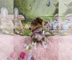 Small Photo #38 Australian Shepherd Puppy For Sale in NEW BRAUNFELS, TX, USA