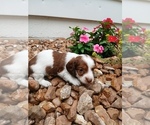 Small Photo #1 Dachshund Puppy For Sale in MULBERRY GROVE, IL, USA