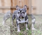 Small Photo #10 French Bulldog Puppy For Sale in KNOXVILLE, TN, USA