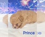 Small #4 Poodle (Toy)