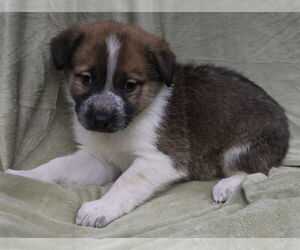 Shepradors Dogs for adoption in Princeton, MN, USA