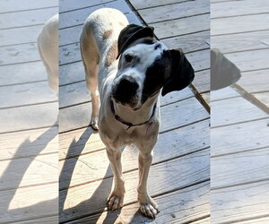Boxer-Unknown Mix Dogs for adoption in Newfoundland, PA, USA