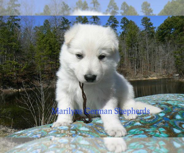 Medium Photo #4 German Shepherd Dog Puppy For Sale in PIEDMONT, MO, USA