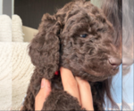 Small #4 Labradoodle mix (+ Poodle Standard)