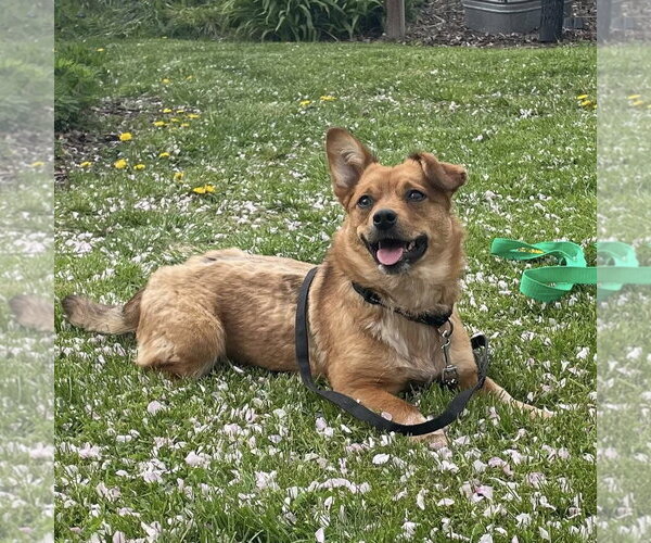 Medium Photo #2 Mutt Puppy For Sale in Rochester, NY, USA