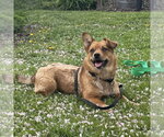 Small #1 Mutt