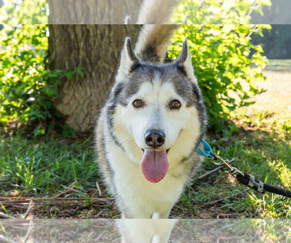 Medium Photo #8 Huskies -Unknown Mix Puppy For Sale in Omaha, NE, USA
