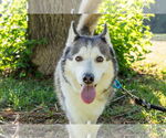 Small Photo #8 Huskies -Unknown Mix Puppy For Sale in Omaha, NE, USA
