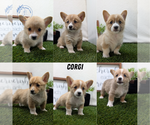 Image preview for Ad Listing. Nickname: Litter of 6