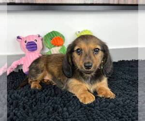 Dachshund Puppy for sale in FRANKLIN, IN, USA