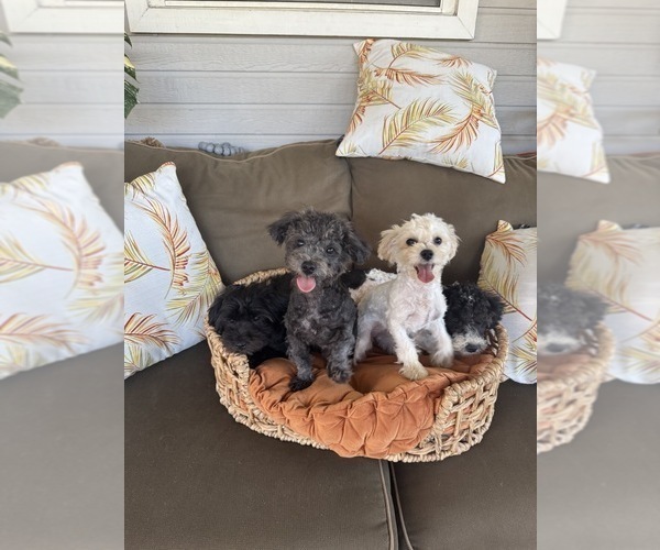 Medium Photo #1 Maltipoo Puppy For Sale in VALDOSTA, GA, USA