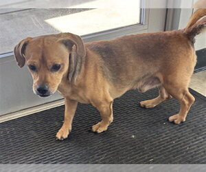 Chihuahua-Unknown Mix Dogs for adoption in Plano, TX, USA