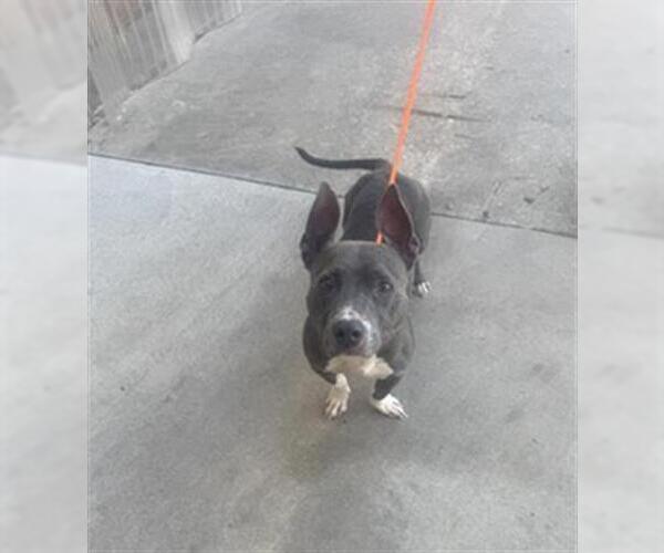 Medium Photo #1 American Pit Bull Terrier-Unknown Mix Puppy For Sale in Pasadena, TX, USA