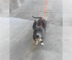 American Pit Bull Terrier-Unknown Mix Dogs for adoption in Pasadena, TX, USA