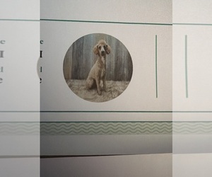Father of the Cavapoo (Miniature) puppies born on 05/16/2026