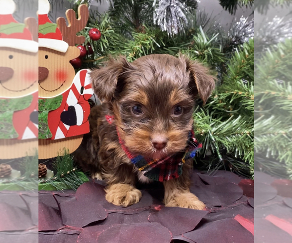 Medium Photo #7 Shorkie Tzu-Yorkshire Terrier Mix Puppy For Sale in SELLERSBURG, IN, USA