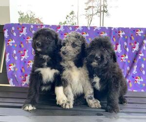 Aussiedoodle Puppy for sale in SILER CITY, NC, USA
