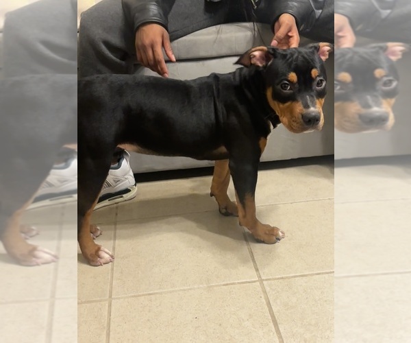 Medium Photo #4 American Bully Puppy For Sale in SEVERN, MD, USA