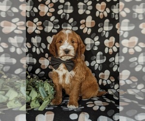 Goldendoodle (Miniature) Puppy for sale in CHRISTIANA, PA, USA